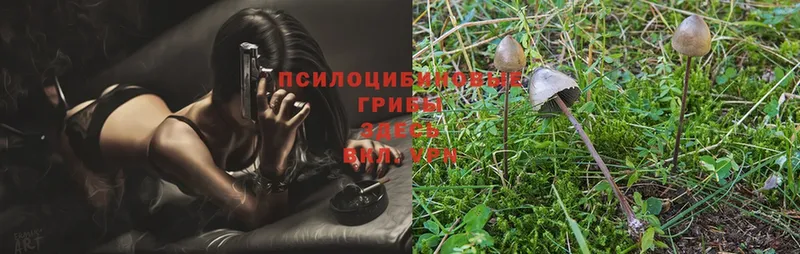 где можно купить наркотик  Гусев  Галлюциногенные грибы MAGIC MUSHROOMS 